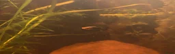 Swordtails fish for sale: Healthy Home-Bred Swordtail Juveniles in Stockport - Advert 9