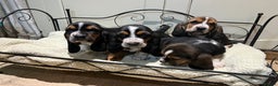 Basset Hound dogs for sale: Basset Hound puppies for sale - Advert 4
