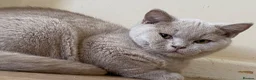 British Shorthair cats for sale: GCCF Active Championship line British Shorthairs - Advert 5