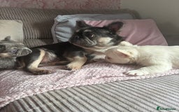 French Bulldog dogs for sale: Visual fluffy French bulldogs - Image 1