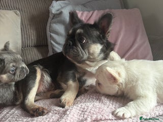 French Bulldog dogs for sale - Advert 1