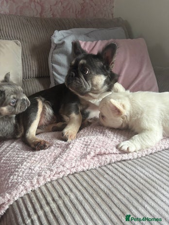 French Bulldog dogs - Advert 1