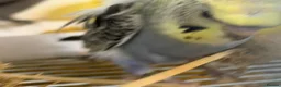 Budgerigars birds for sale: Helicopter split budgies  - Advert 7