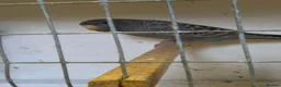 Budgerigars birds for sale: Beautiful Bf/bw & splits - Advert 3
