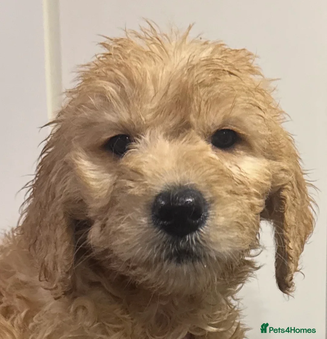 Mini Goldendoodle dogs for sale: Health-checked Happy Fluffy Puppies - Advert 11
