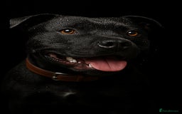 Staffordshire Bull Terrier dogs for stud: 🥇 KC Stafford Stud – Elite Line, Loving Nature - Image 1