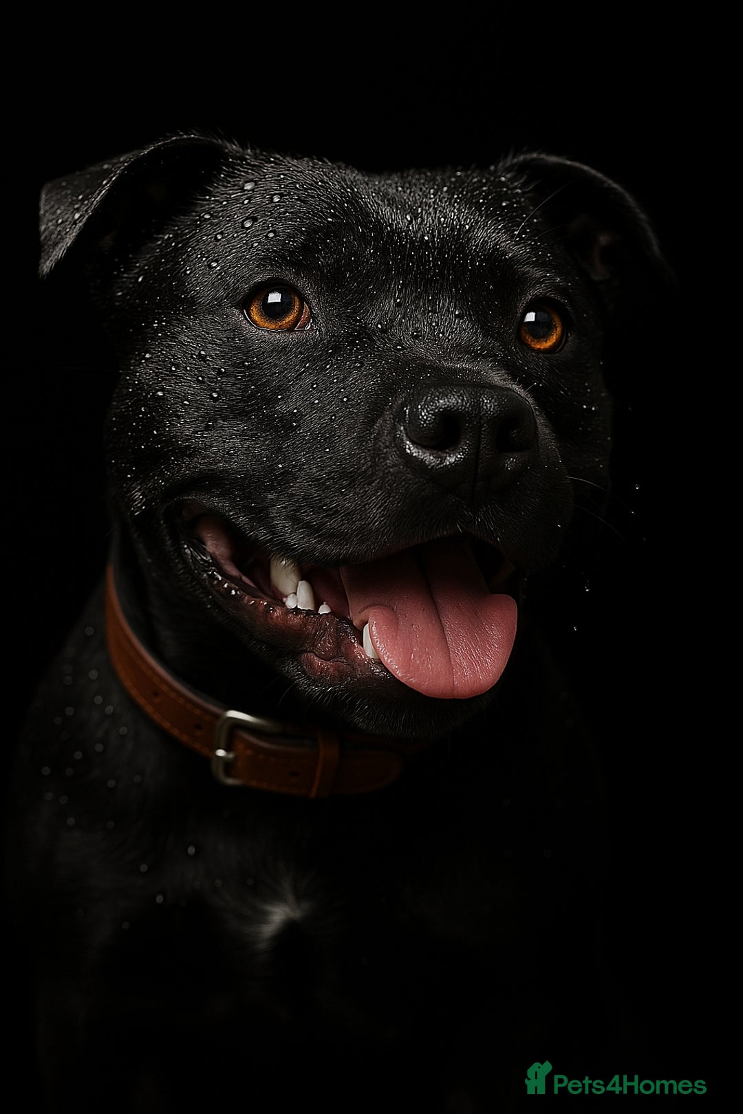 Staffordshire Bull Terrier dogs for stud: 🥇 KC Stafford Stud – Elite Line, Loving Nature - Image 1