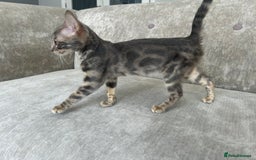 Bengal cats for sale: Adorable Female Blue Bengal Kitten TICA REG - Image 18