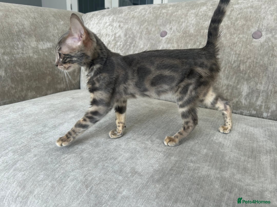 Bengal cats for sale: Adorable Female Blue Bengal Kitten TICA REG - Image 18