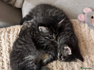 Maine Coon cats - Advert 2