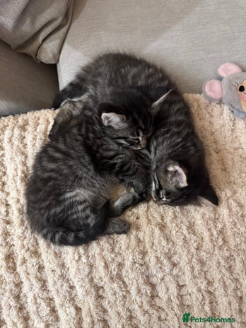 Maine Coon cats - Advert 12