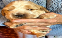 Cocker Spaniel dogs for sale: Show cocker spaniel pups  - Image 22