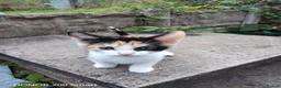 Mixed Breed cats for sale: LITTLE  KITTENS  - Advert 3