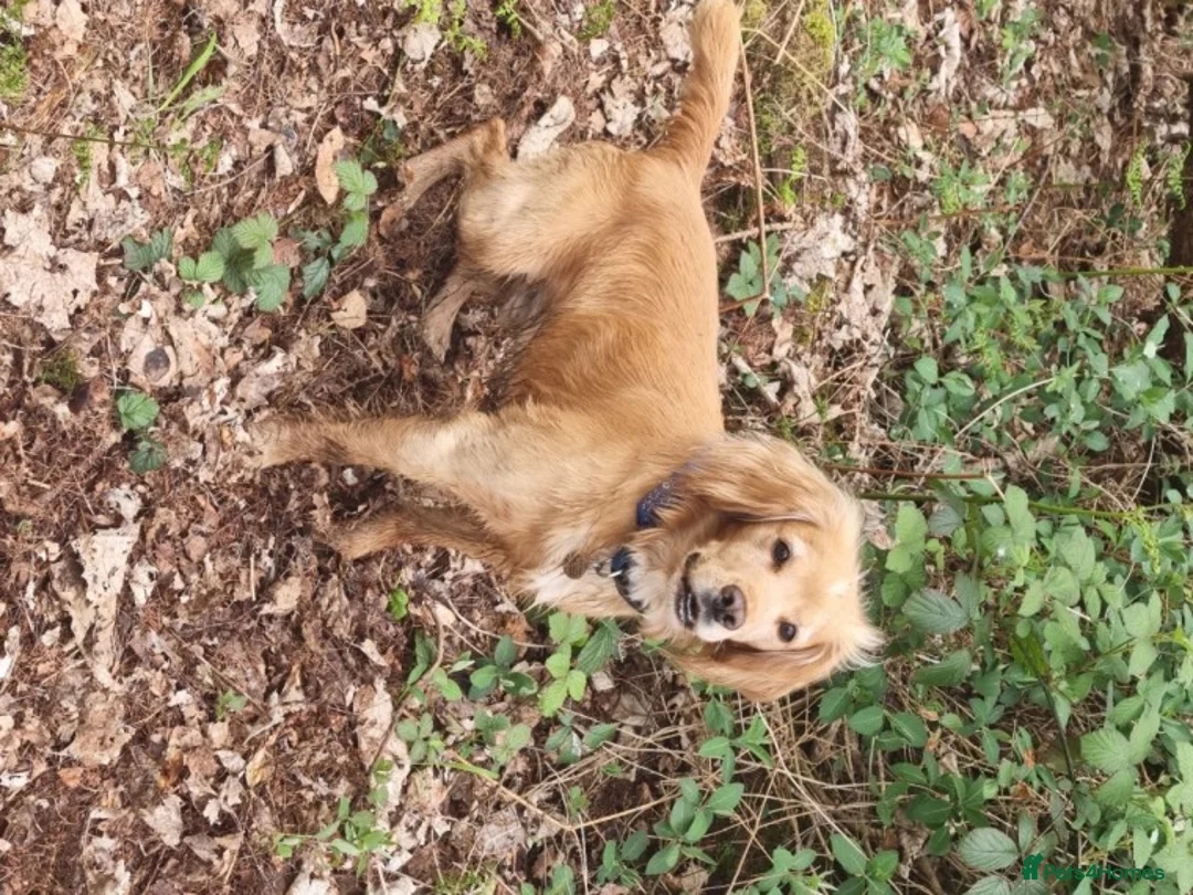 Cocker Spaniel dogs for stud: Proven Dexter for stud in Doncaster - Advert 2