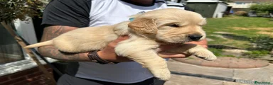 Golden Retriever 5
