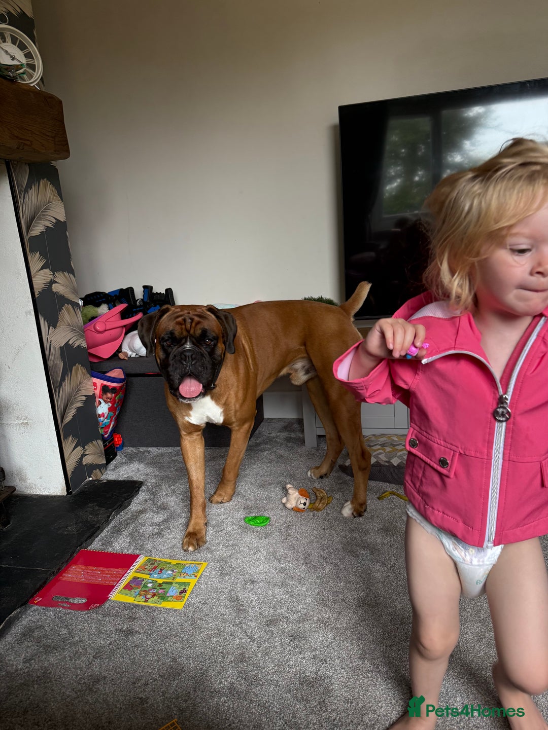 Boxer dogs for stud: Proven stud amazing temperament & health tested - Image 4
