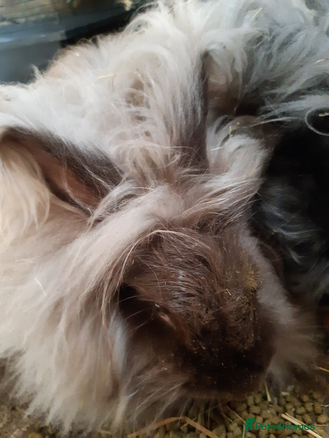 Angora rabbits for sale: Angora bunnies, mother and daughter - Image 3