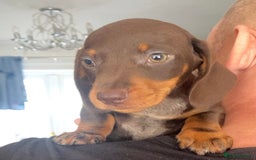 Dachshund dogs for sale: dashounds boys choc and tan - Image 15