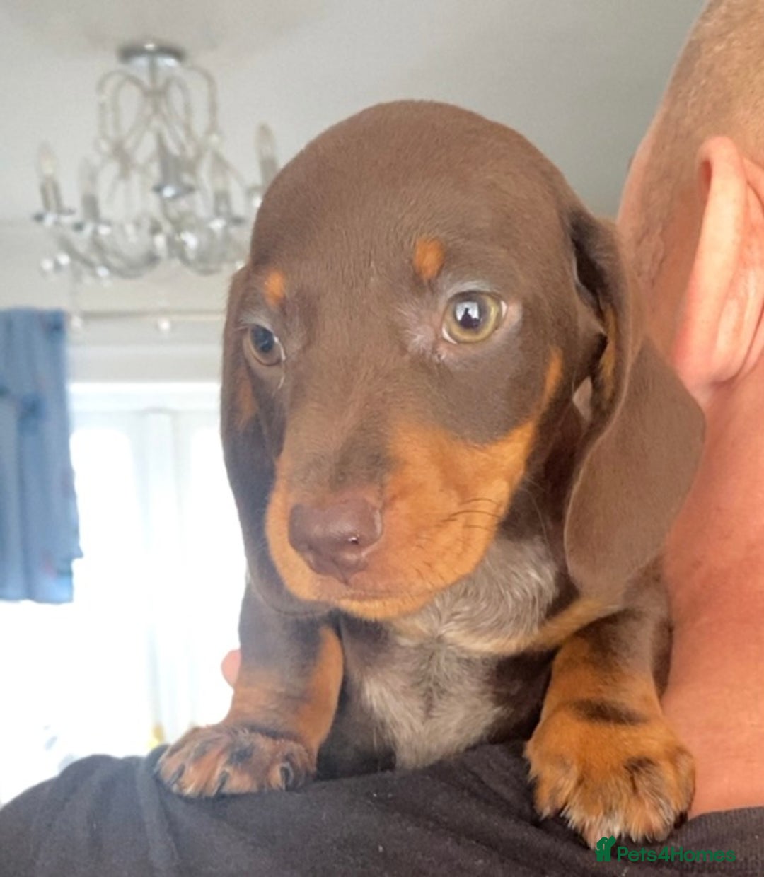 Dachshund dogs for sale: dashounds boys choc and tan - Image 15