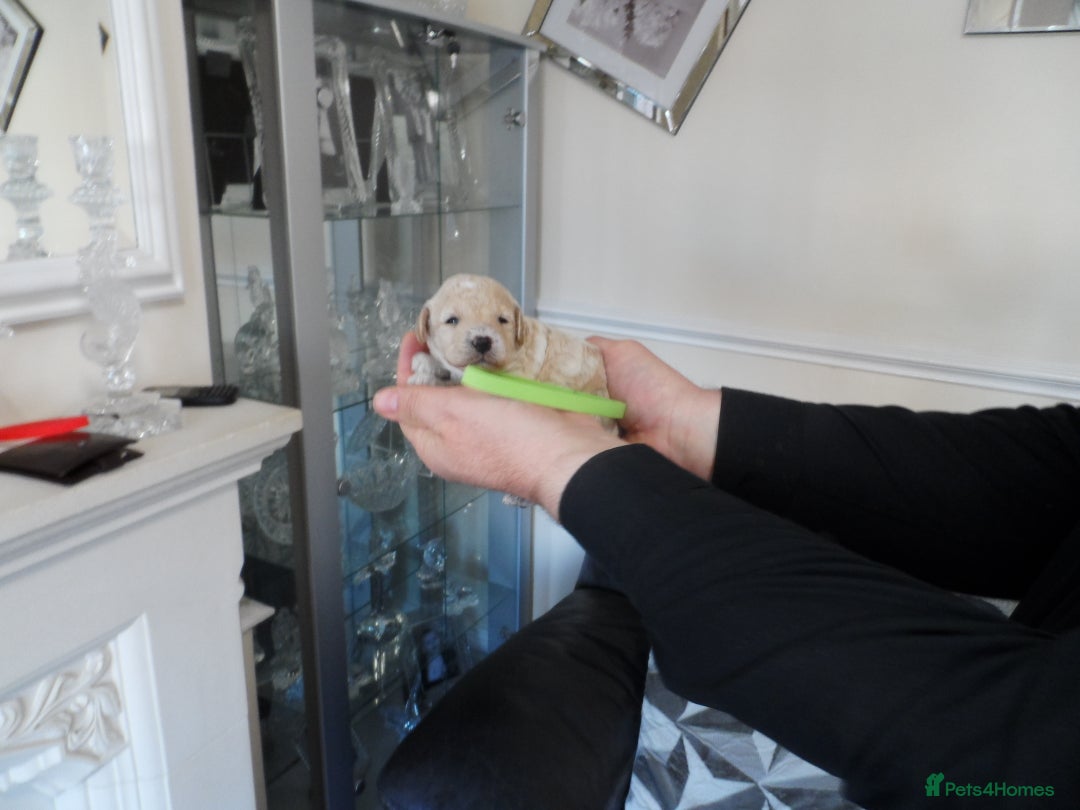 Cavapoo dogs for sale: stunning F1B cavapoo puppies health tested - Advert 7