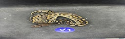 Python Snake reptiles for sale: Royal pythons from £60 - Advert 10