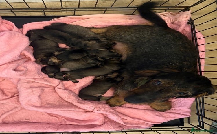 Miniature Dachshund dogs - Advert 1