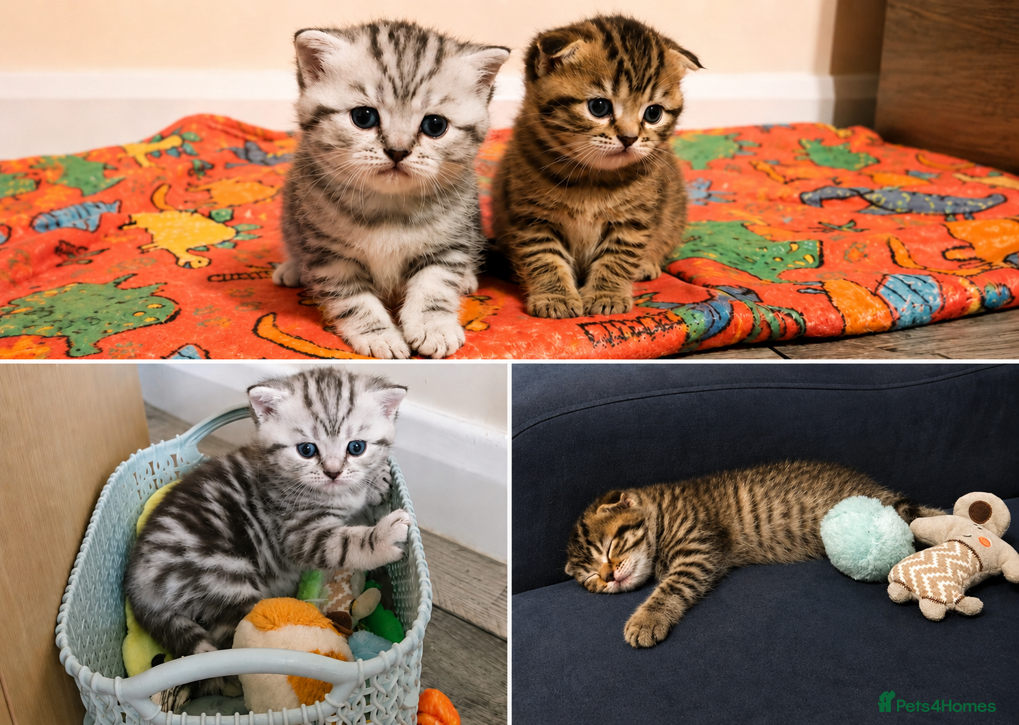 Scottish Fold cats for sale: Scottish Fold/Straight Kittens For Sale  - Advert 1