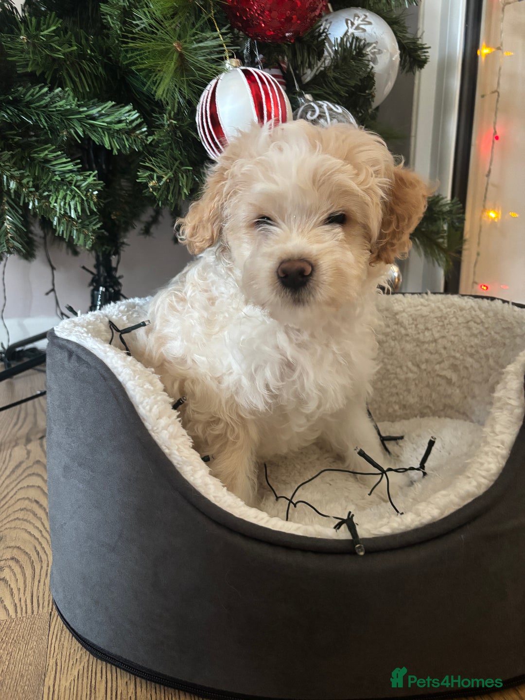 Mixed Breed dogs for sale: 💙 Blue Baby Boy Wants a new home 💙 - Advert 9