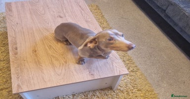 Miniature Dachshund dogs in Alfreton - Advert 6