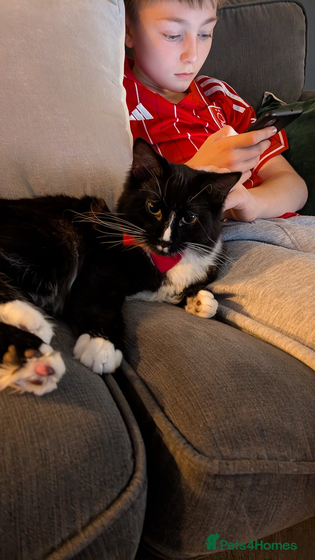 Ragdoll cats for sale: Part ragdoll boy needs rehoming  - Advert 2