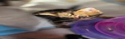 Bengal cats for sale: 4 Beautiful Bengal Kittens for Sale - Advert 7