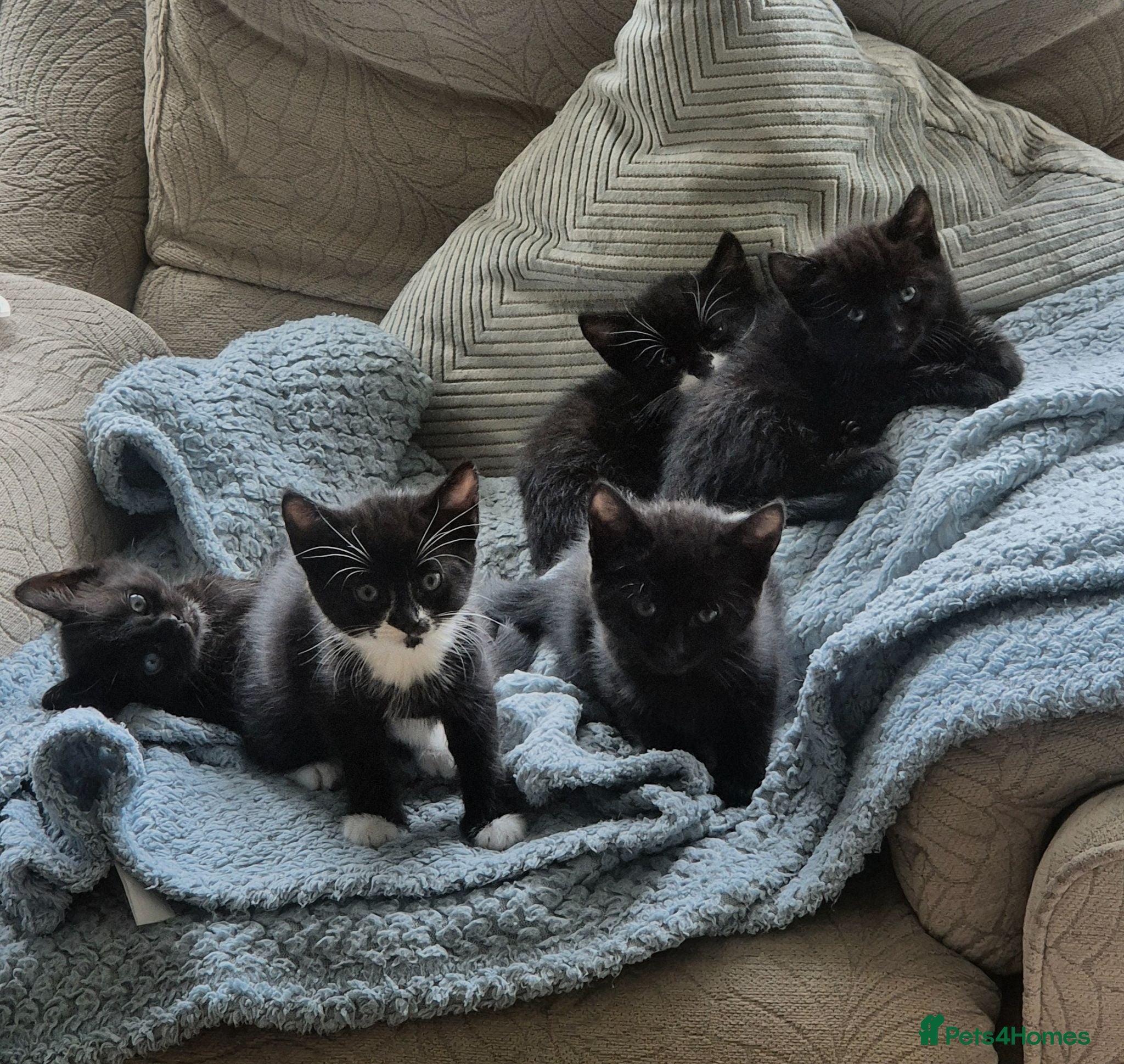Mixed Breed cats 5 gorgeous black and white kittens  - Advert 2