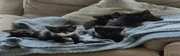 Mixed Breed cats for sale: 5 gorgeous black and white kittens  - Advert 1