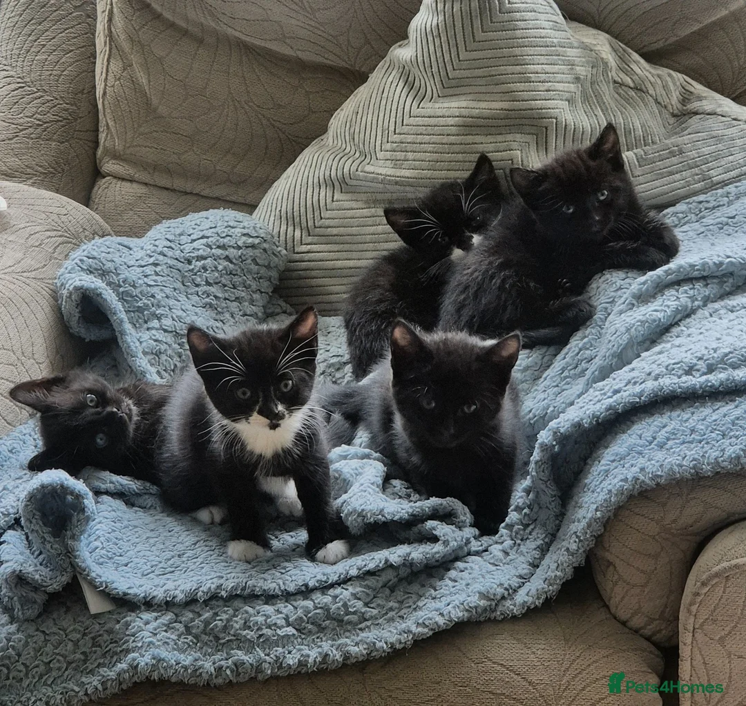 Mixed Breed cats for sale: 5 gorgeous black and white kittens  - Advert 1