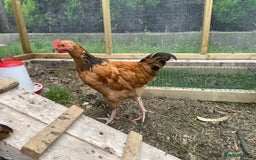 Chickens poultry for sale: rooster 14 10 weeks chicken male cocks Preston - Image 7