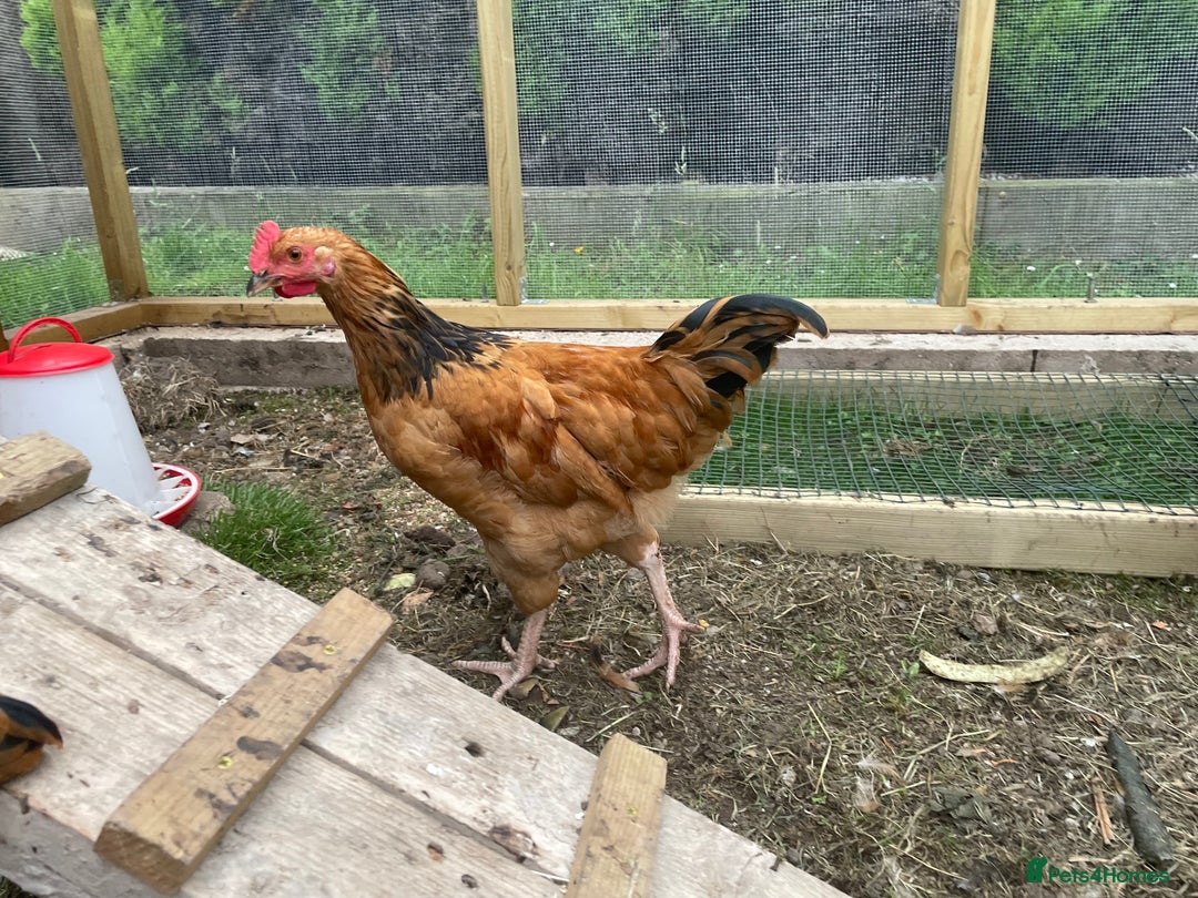 Chickens poultry for sale: rooster 14 10 weeks chicken male cocks Preston - Image 7