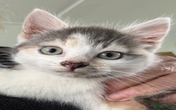 Mixed Breed cats for sale: Calico Grey, Pale Ginger & White ready now - Image 4