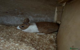 Dutch rabbits for sale: Dutch Yellow and white Tort - Advert 3