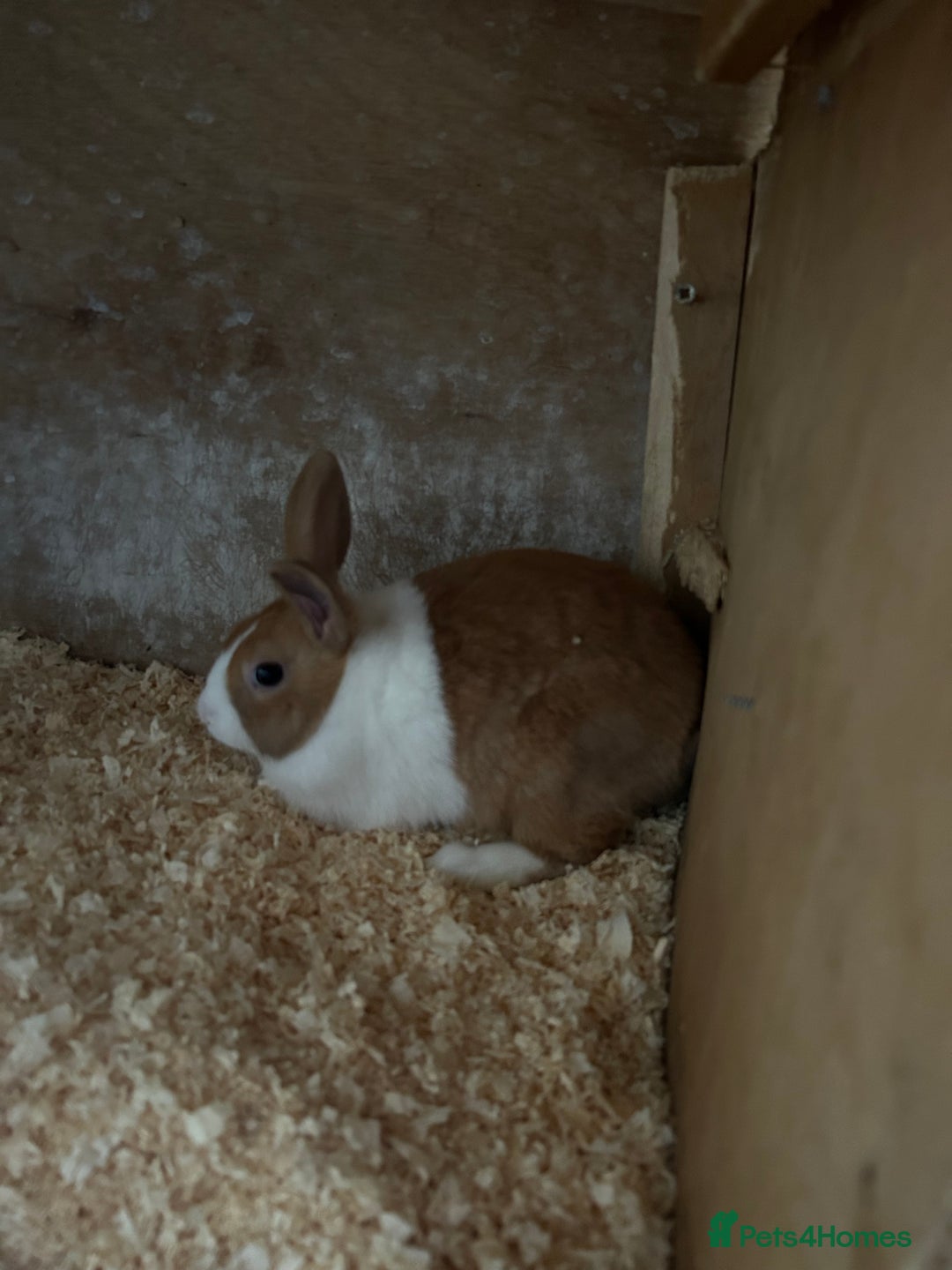 Dutch rabbits for sale: Dutch Yellow and white Tort - Advert 3