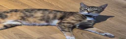 Mixed Breed cats for sale: 5 mixed breed kittens available - Advert 16