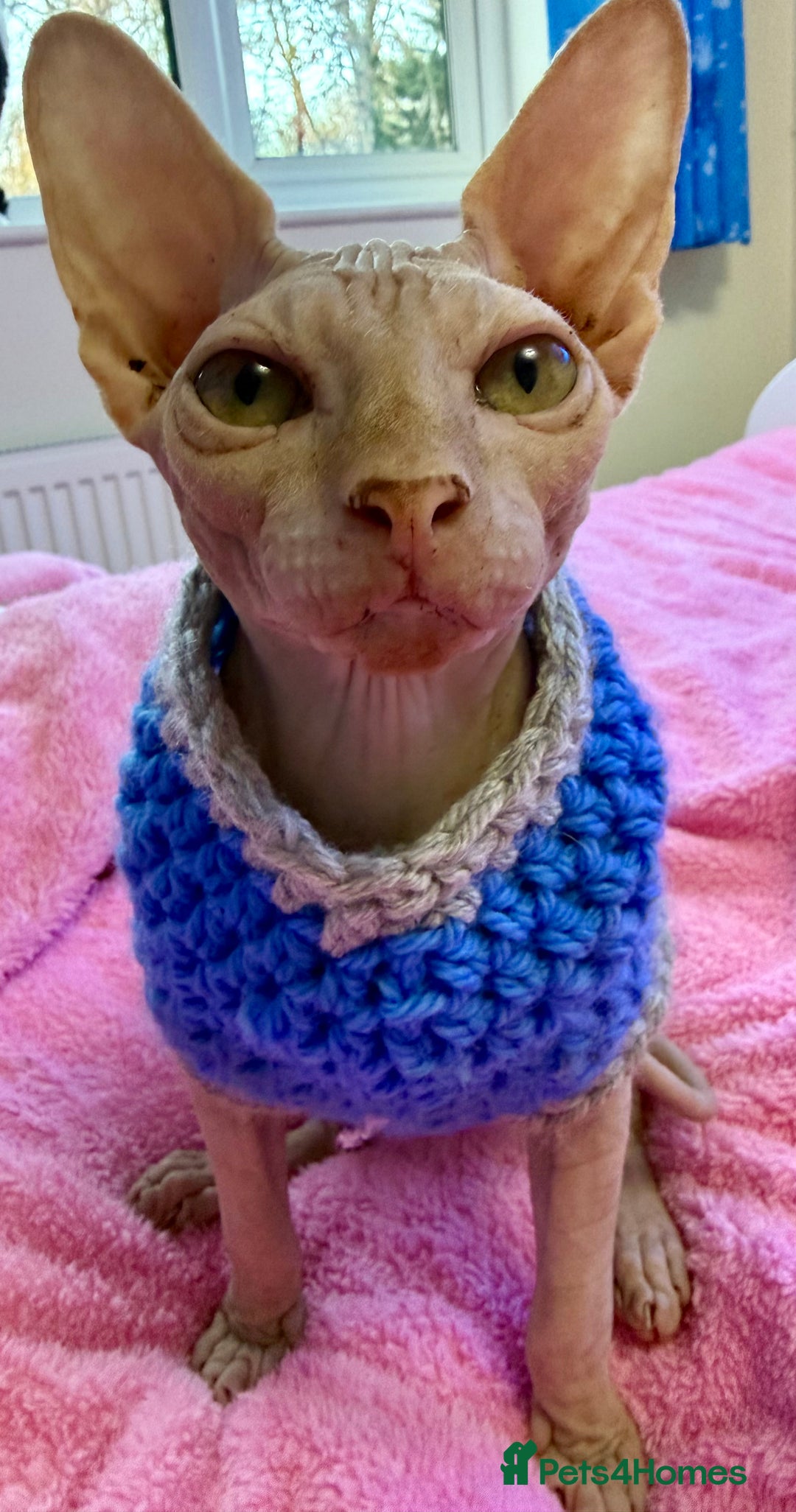 Sphynx cats for sale: 4 months baby Male sphynx - Advert 4