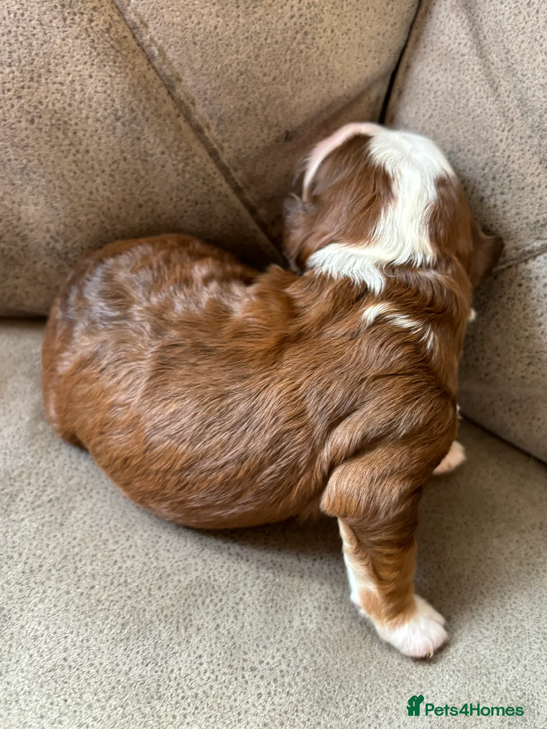Mixed Breed dogs for sale: Mini Bernedoodle Litter 💙💕  - Advert 34