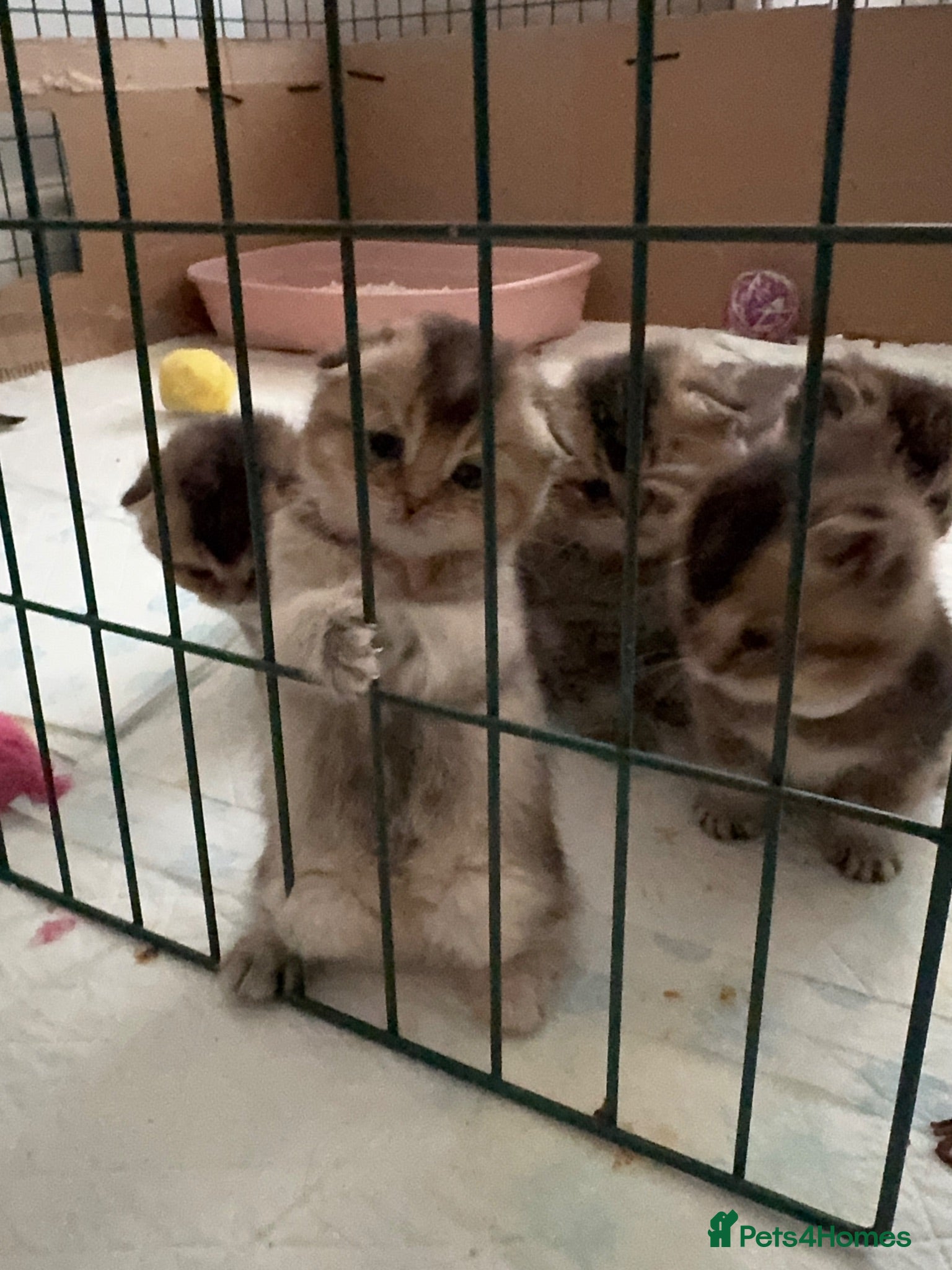 Scottish Fold cats Scottish fold and British shorthair kittens - Advert 2