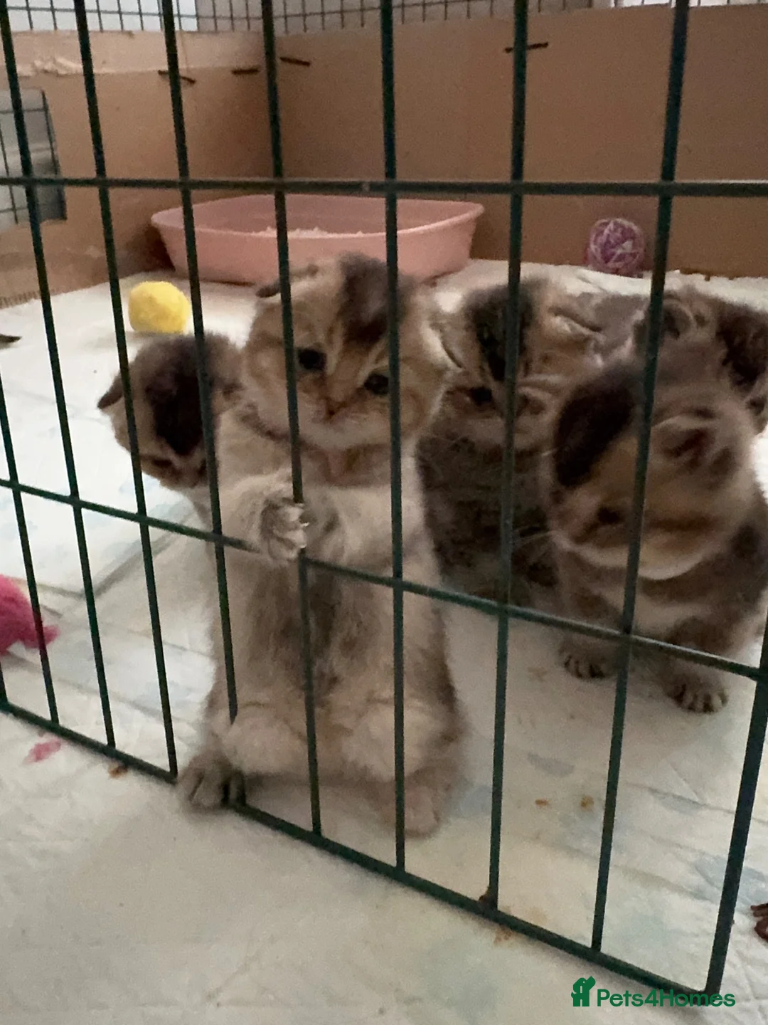 Scottish Fold cats for sale: Scottish fold and British shorthair kittens - Advert 2