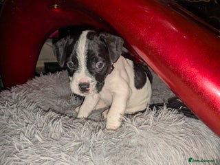 Mixed Breed dogs Little Boy Northern Ireland - Advert 1