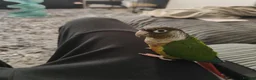 Conures birds for sale: Green cheek conure  in Gateshead - Advert 2