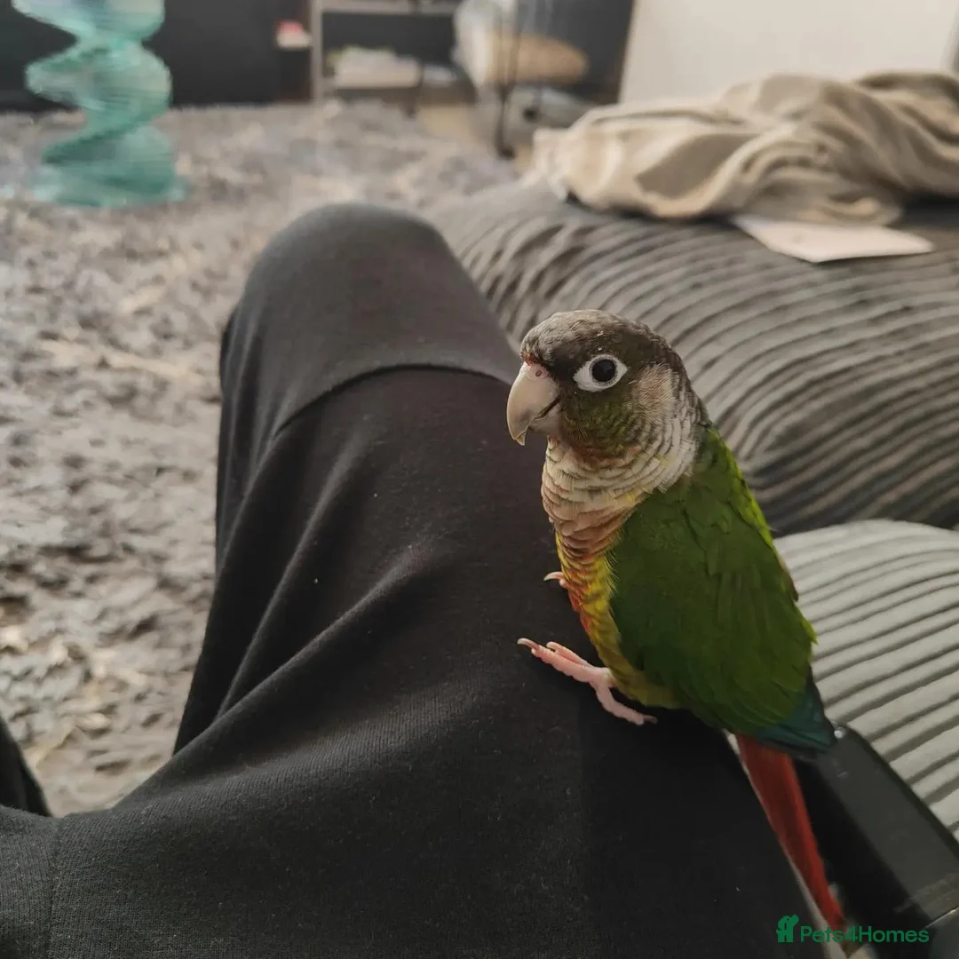 Conures birds for sale: Green cheek conure  in Gateshead - Advert 2
