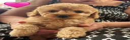 Miniature Poodle dogs for sale: Gorgeous Female Miniature Poodles Ready To Leave! - Advert 8