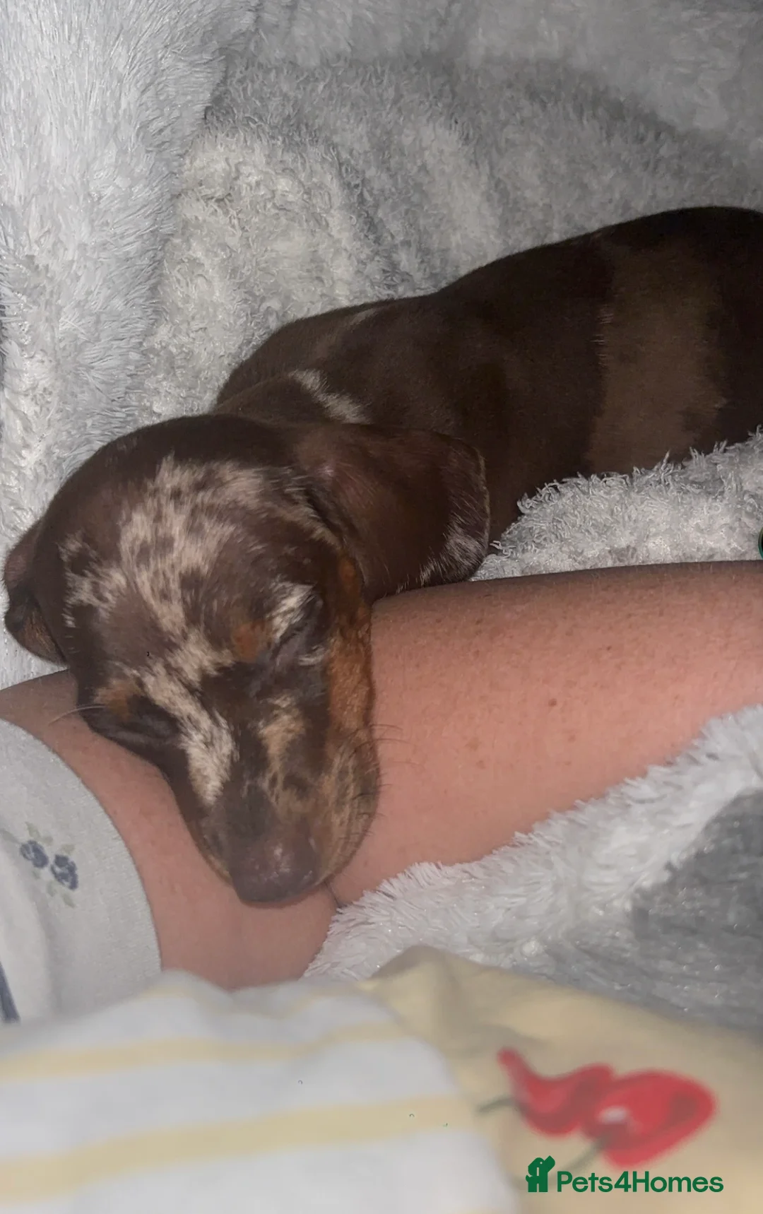Miniature Dachshund dogs for sale: Miniature dashhound  in Gravesend - Advert 2