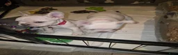 French Bulldog dogs for sale: French bulldogs  in Ellesmere Port - Advert 5